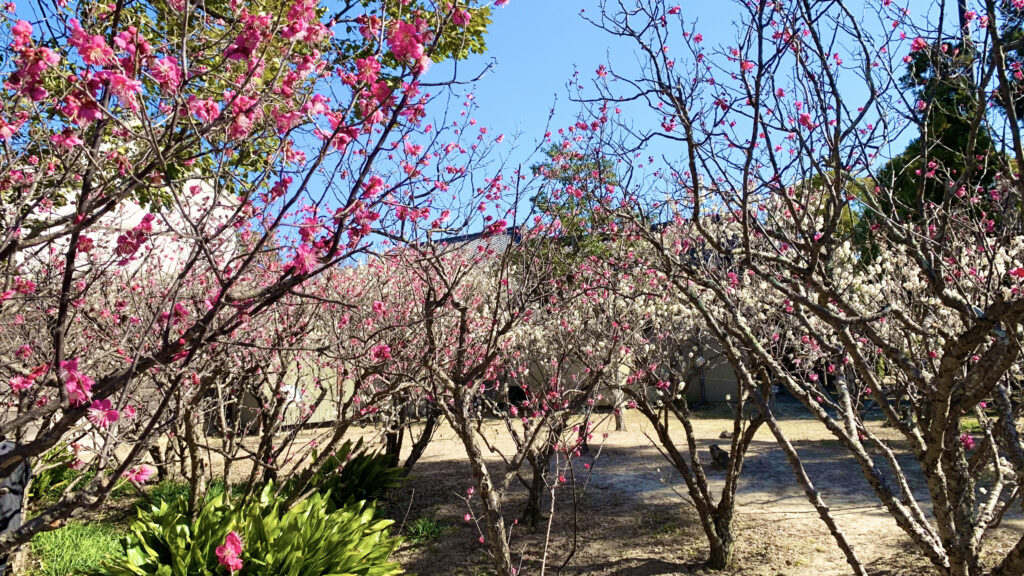 黒田代官屋敷の梅まつり。梅の花の様子。
